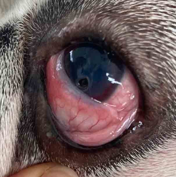 Especialidades veterinarias en oftalmología