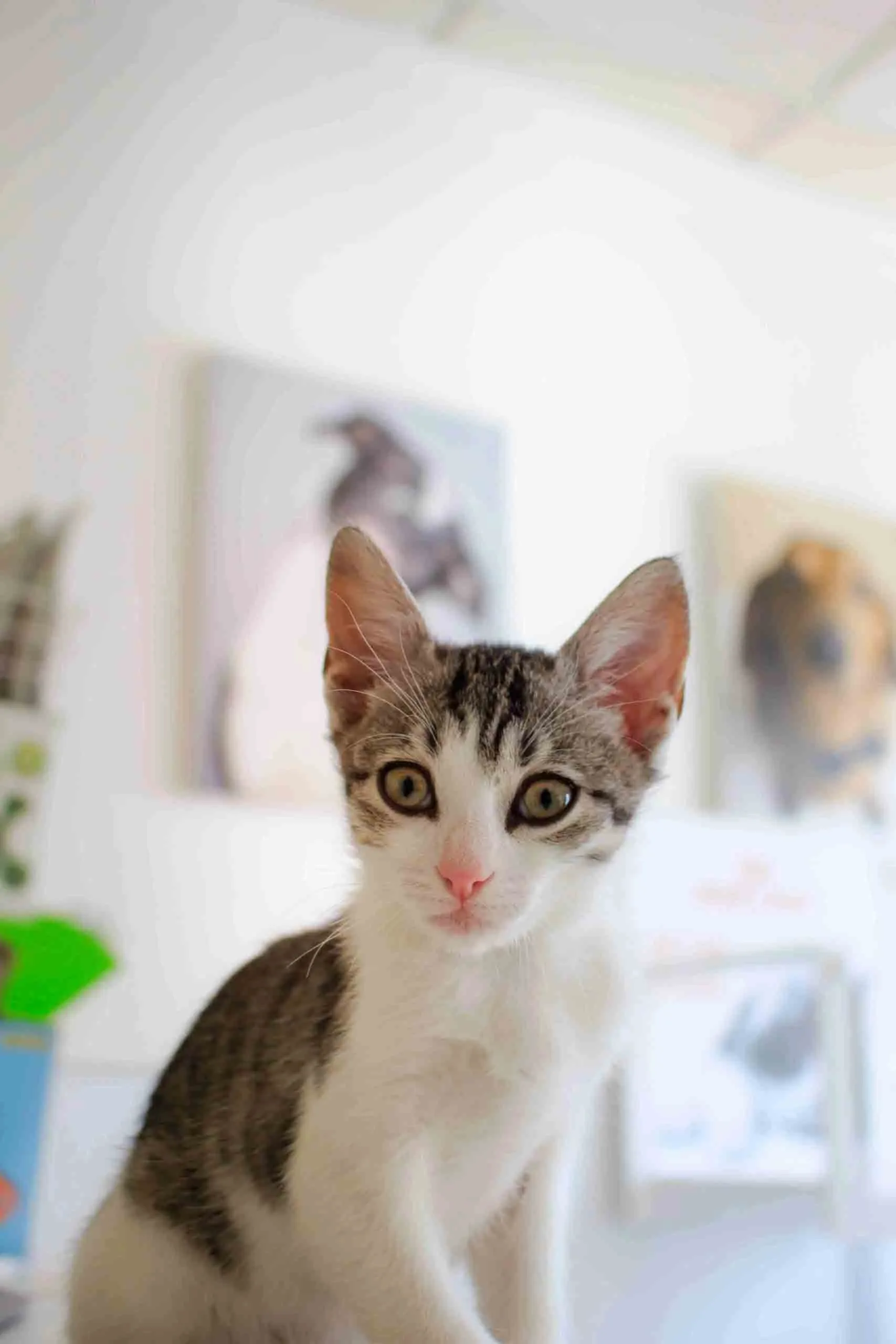 Neurología servicios veterinarios en Algodonales