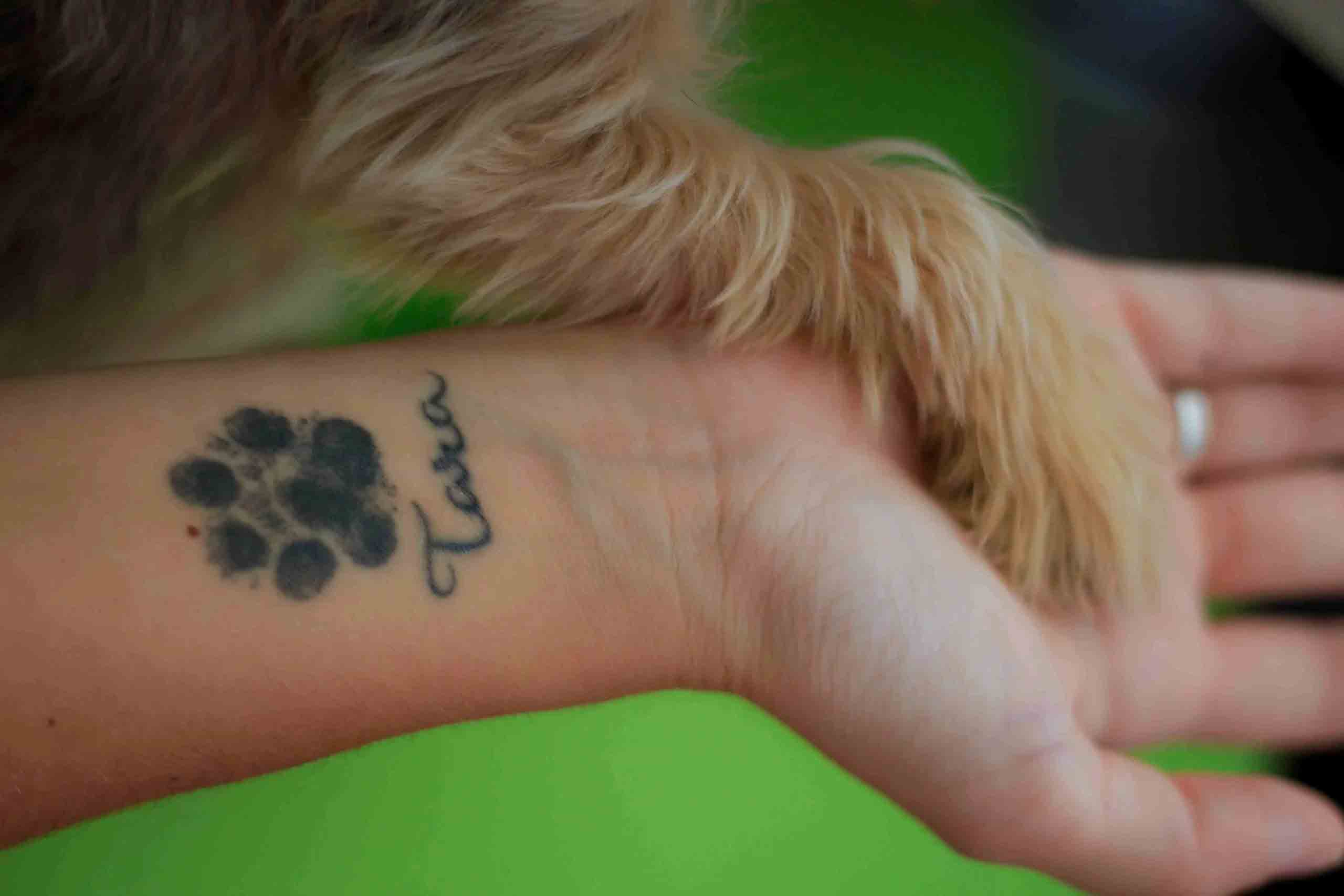 Traumatología para mascotas en algodonales